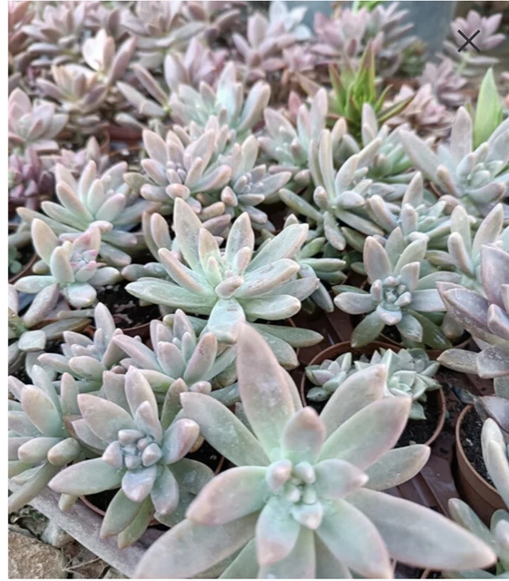 2xGraptosedum Darley Sunshine(Baldi)Succulent Rooted  Leaf Cuttings