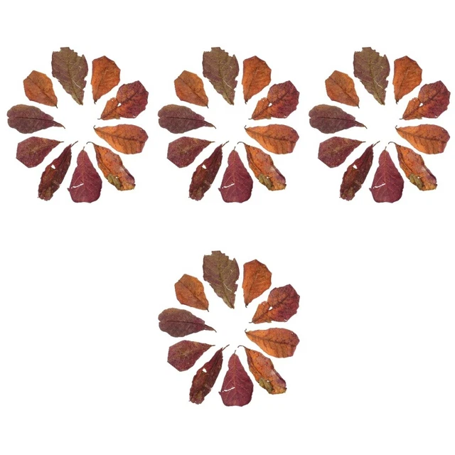 40 Pcs Plantes Conditionneur D'eau Feuilles D'aquarium Aquarium Bêta Régler
