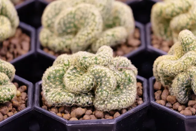 Cacti- Mammillaria Brain 2