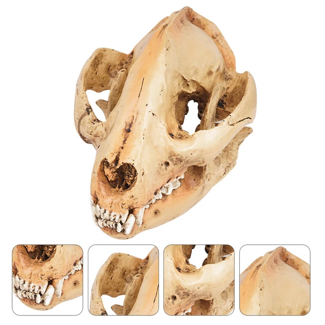 20 Mini Têtes De Crâne Halloween - Décorations Horreur, Plastique, Pour Fête Effrayante