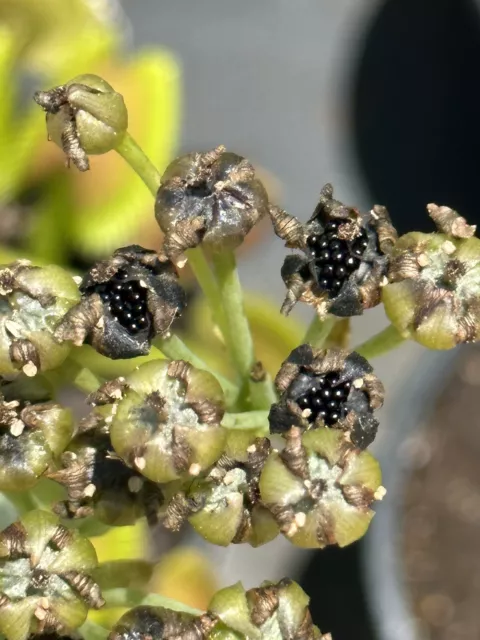 Dionaea Seeds