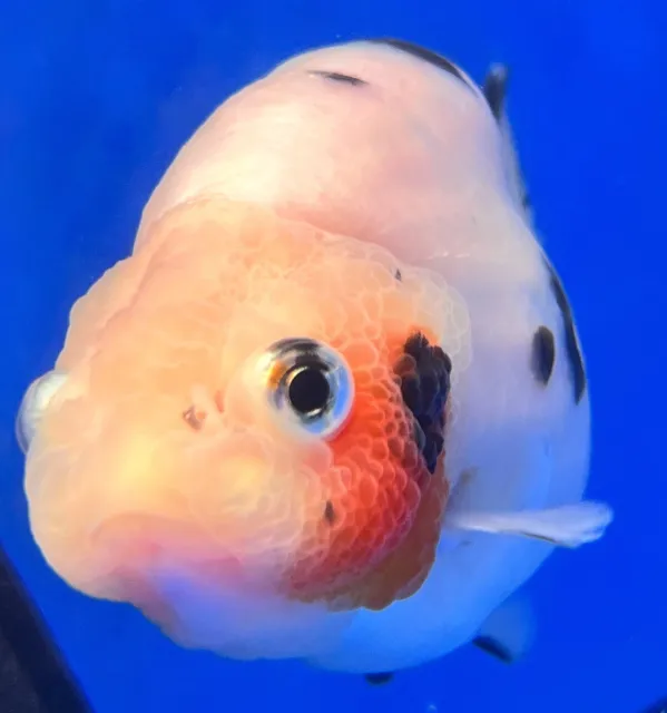 Live Fancy Goldfish Cow Ranchu 3- 3.5 inches (1020_01_RC08)