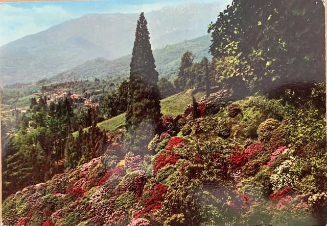 Cartolina Pollone Biella i Rododendri della Burcina viaggiata
