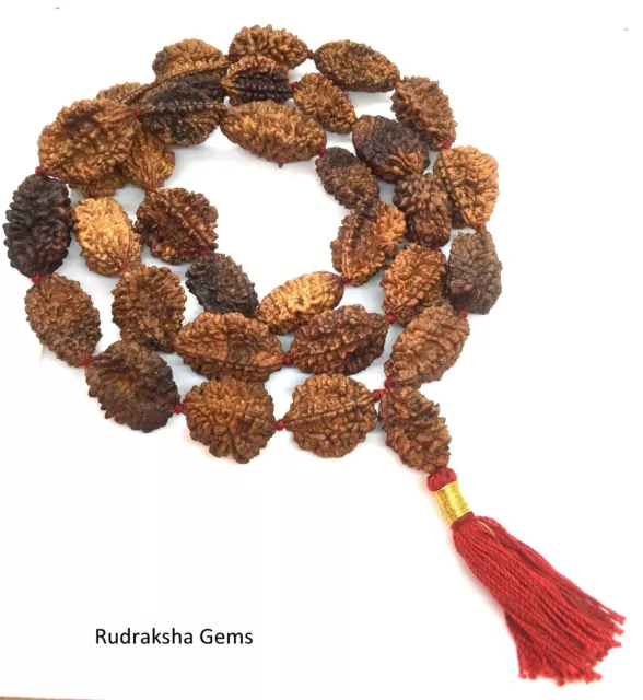 2 Two Mukhi Rudraksha Kantha Mala Necklace 33+1 Rudraksh Japa Collector Beads Om