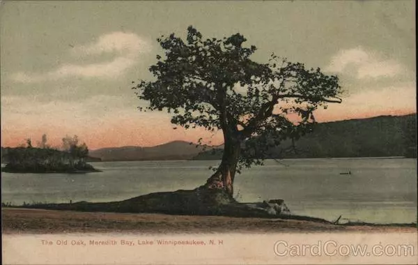 The Old Oak,Meredith Bay,NH Belknap County New Hampshire G.W. Morris Postcard