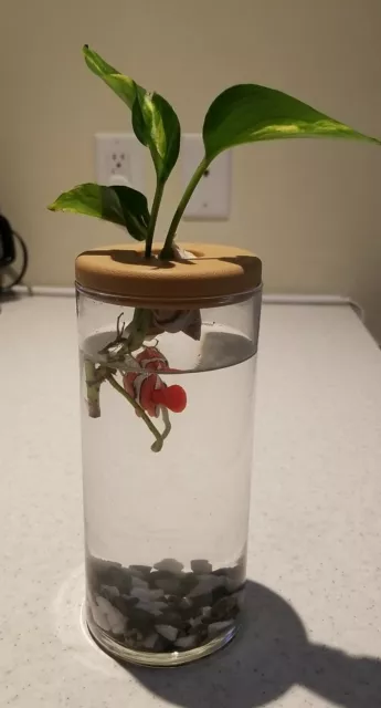 Glass Betta Fish Tank With Live Plant Mini Aquarium Goldfish Tank Desktop Deco