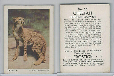 F55 Frostick, Animal Cards, 1933, #20 Cheetah