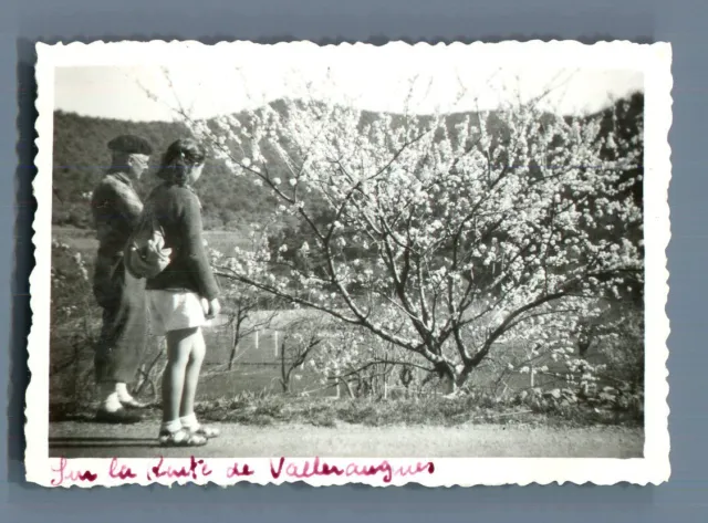 France, Une floraison sur la route de Valleraugue (Gard) Vintage silver print.