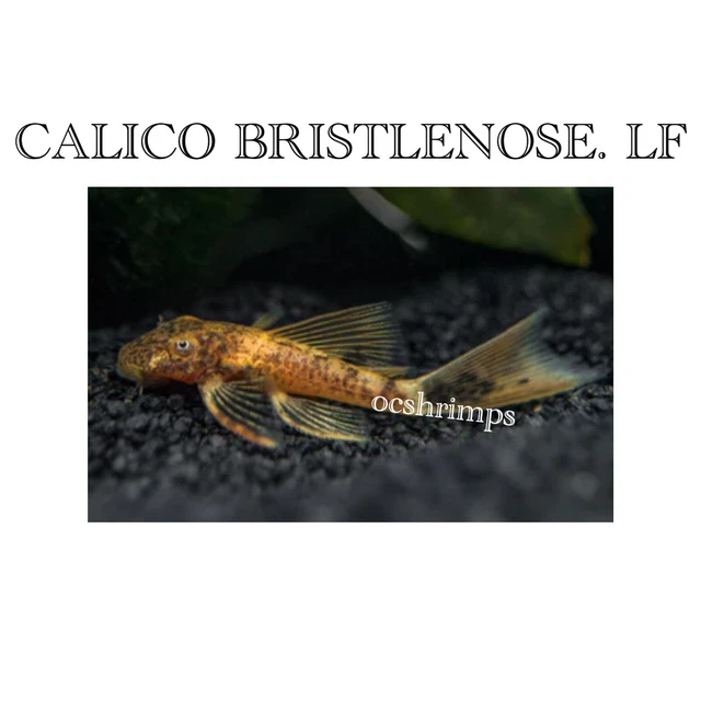 Live Tropical - Calico Bristlenose Pleco LF ( Package 2 Pcs )