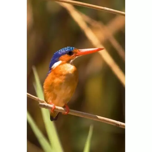 Malawi  Liwonde Np  Malachite Kingfisher Bird On Branch Poster Print By Roy