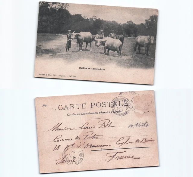 (n16087)   Wasserbüffel 1904  Ansichtskarte Indochina (französisch)