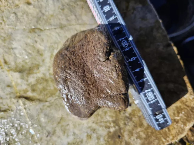 Tempskya Farn Versteinertes Holz Deggendorf Fossilien