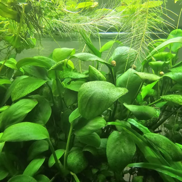 Anubias Barteri groß Wasser - Aquarium Pflanzen Speerblatt  Ableger ca 5-7 cm