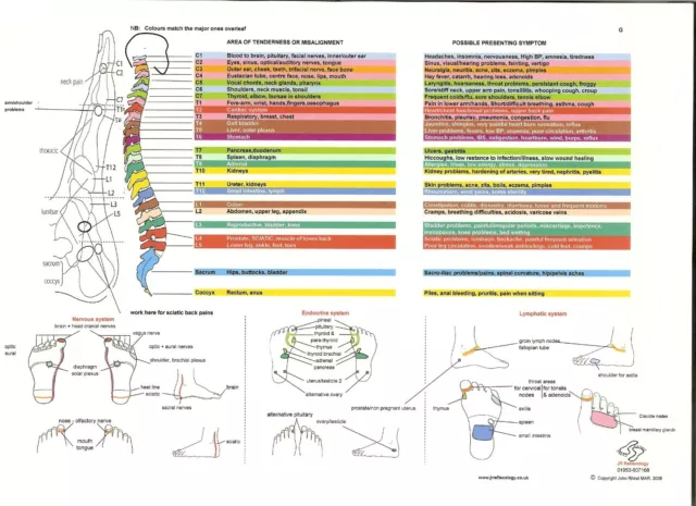 Reflexology Foot chart -Handy A4 size laminated - Made by a UK Reflexologist 2