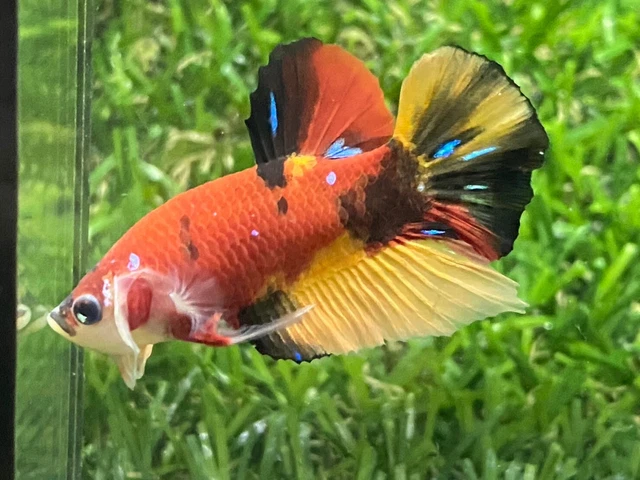 Live Betta Fish - Male - Fancy Galaxy Betta HMPK , Age 3 month From Thailand