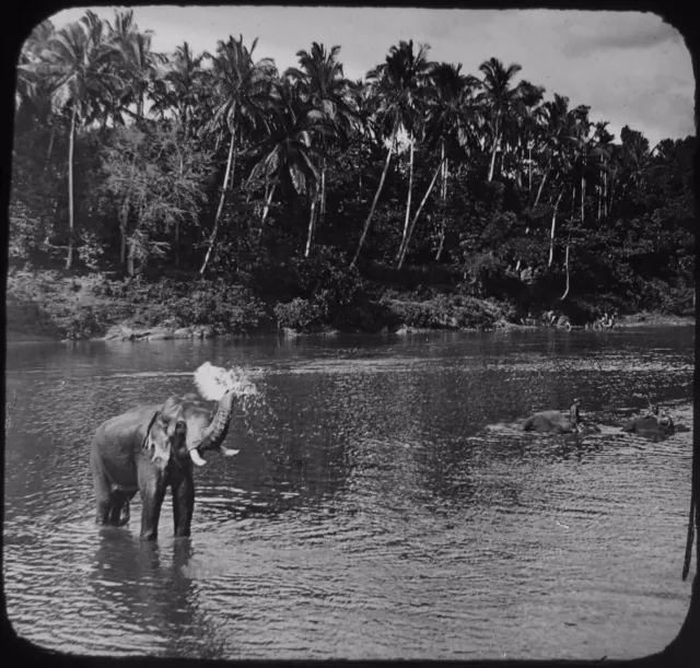 Glass Magic Lantern Slide ELEPHANTS BATHING IN STREAM CYLON C1910 PHOTO