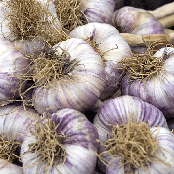 Early Purple Wight Garlic Cloves Seeds From Large bulb Choose Yours 200g-1Kg