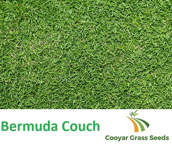 Bermuda Couch Grass Seed - BLEND - 5kg Lawn Seed