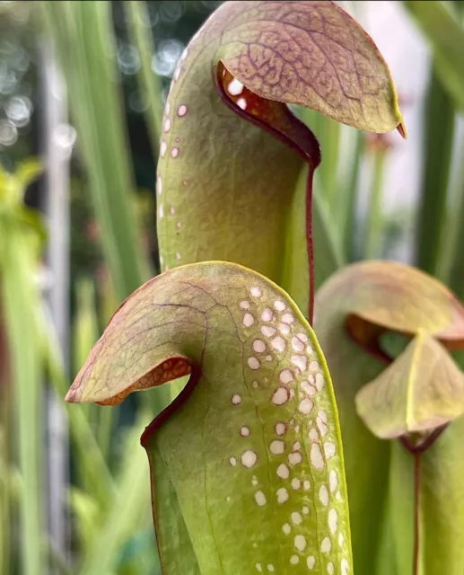 Pianta carnivora Sarracenia minor var. minor NO SEMI torba  dionea Giardino