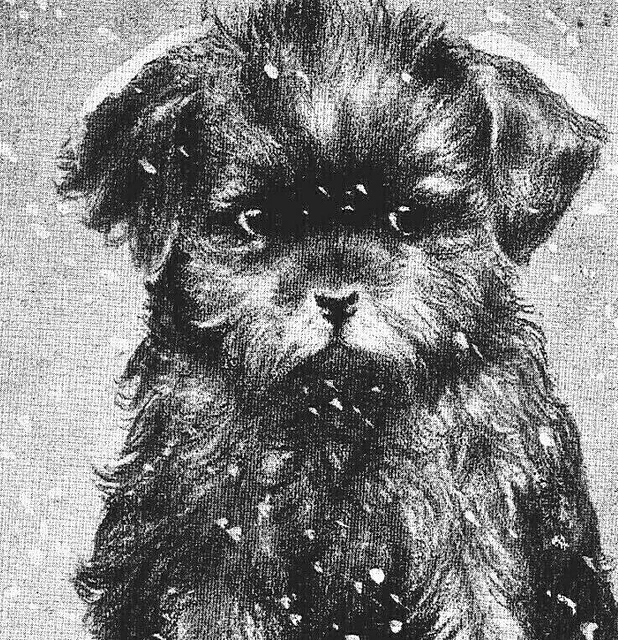 Black Shih Tzu Antique Postcard Christmas Scruffy Sad Worried Bad Puppy Dog 5530