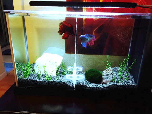 Aquarium Acrylic Divider Full Holes 4pcs Suction Cup Free Betta Guppies 2