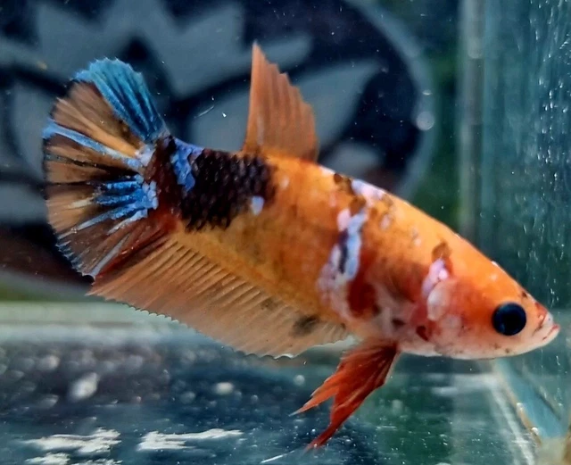 *CHAMPION BRED* FEMALE Hmpk Siamese Fighting Fish / Betta Fish TS15 £18 ...