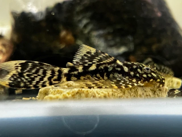 Bristlenose pleco super red long fin lemon blue eye cross