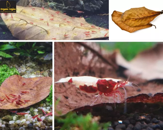 1000 PCS Catappa Leaves  Shrimp Aquarium Ketapang Leaves Indian Almond Leaves