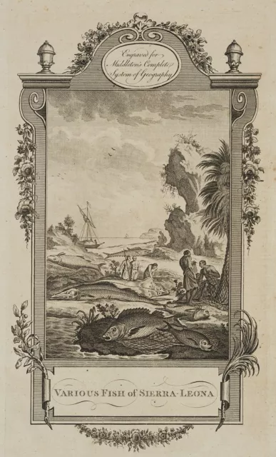 I. TAYLOR (1730-1807) zug., Fischarten von Sierra Leone,  1778, KSt. Klassizismu