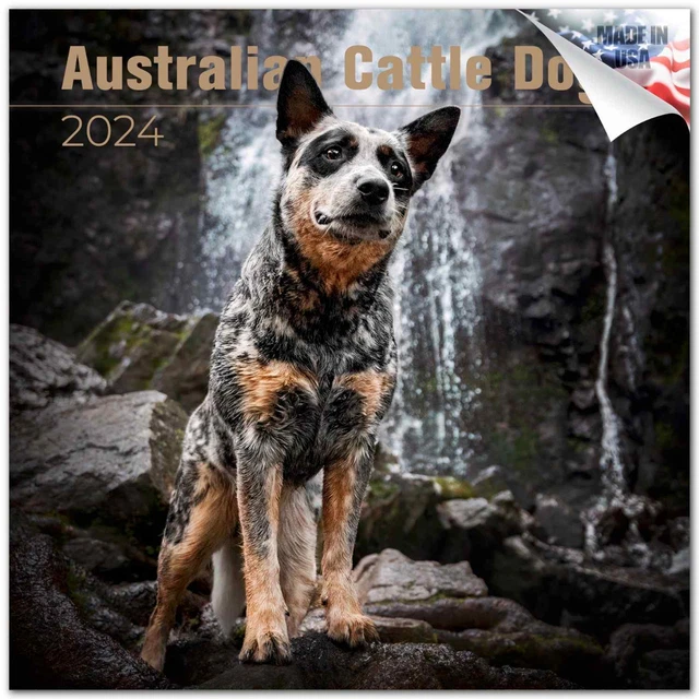 AUSTRALIAN CATTLE DOG Premium Wall Calendar 2024 Made in the USA! 16
