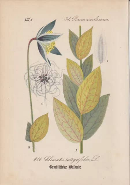 Ganzblättrige Clématite (Clématite Integrifolia) Chromo-Lithographie De 1882