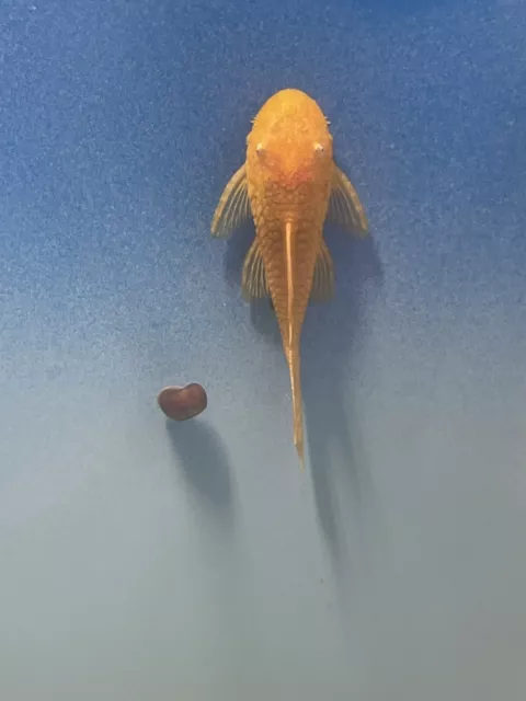 3 Albino Bristlenose Plecos Plecostomus 1.25-1.1 In