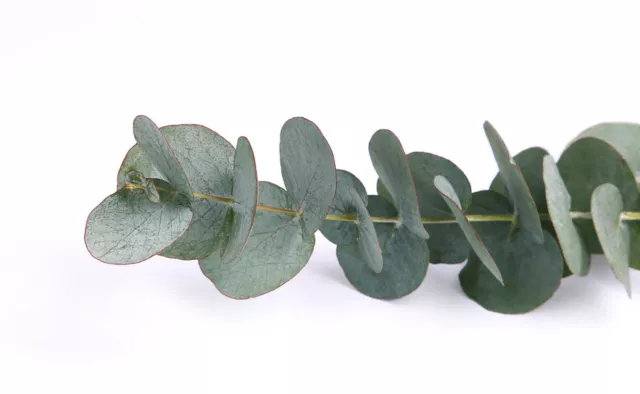 SAMEN der echte Eukalyptus duftet wunderbar und seine Blätter sehen interessant
