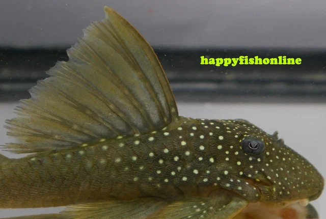 Fantastic Beautiful Medium L200 Green Phantom Pleco! Wc 4-5" Inches