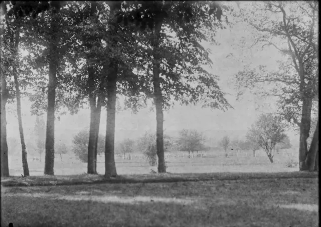 Antique photo glass plate negative 13x18 cm landscape park trees, squirrel