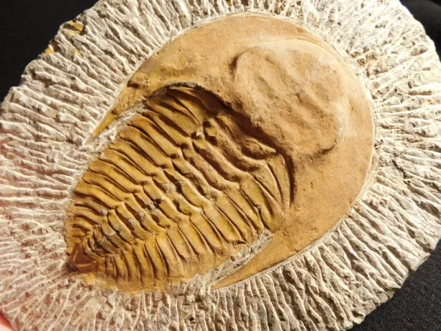 Big! 530 Million Year OLD! Andalusiana Trilobite Fossil Anif Morocco 878gr