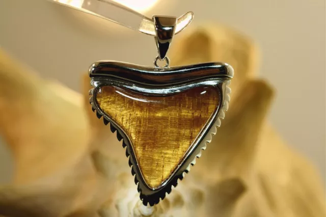 33Mm 925 Silver Genuine Inlaid Curly Koa Wood Hawaiian Tiger Shark Tooth Pendant