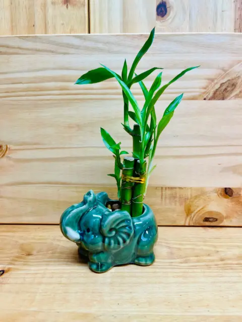 Lucky Bamboo 4”4”6” Elephant in Ceramic Vase includes River Rocks