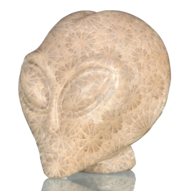  Fósil de coral natural tallado cristal estrella alienígena artesanías 37P90