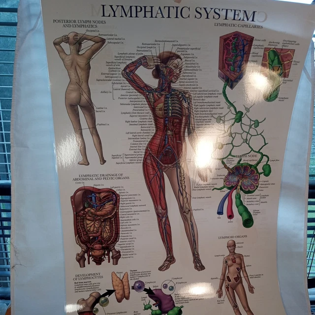 Laminated 18"X27" Anatomy Circulatory System/Lymphatic System Poster New