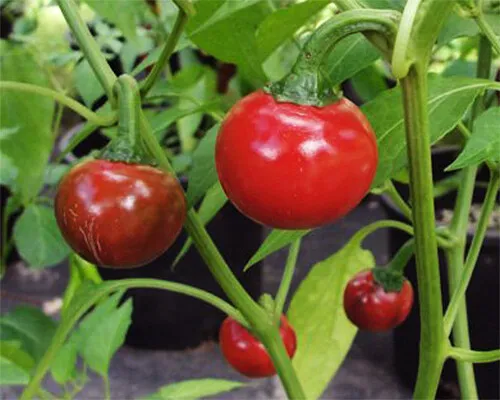 Cascabel Pepper,  10+ Organic Grown Seeds