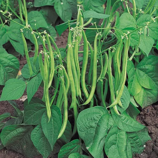 Dwarf French Bean  Slenderette  150 Seeds 2