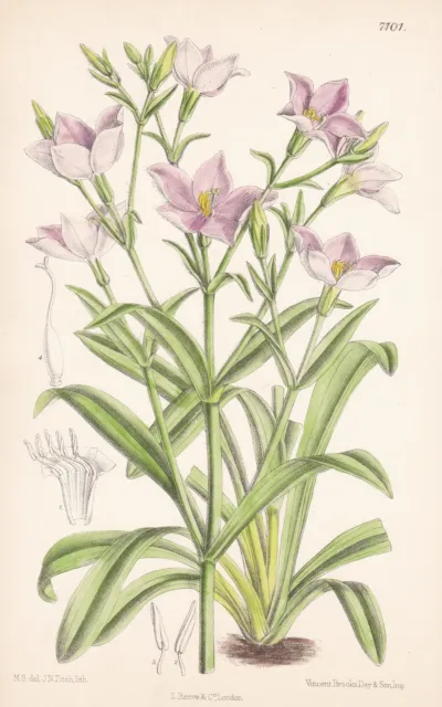Chironia Palustris South Africa Botanik flower botany Lithographie Curtis 7101