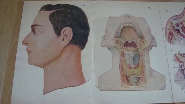 Sechsteiliges anatomisches zerlegbares Modell 1951? incl. Beschreibung Kopf Herz