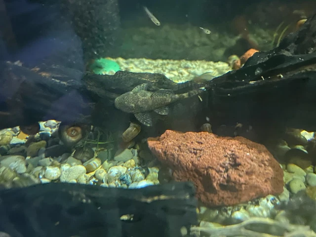BEAUTIFUL  (JUVENILE) **GREEN DRAGON BRISTLENOSE PLECO** 1-1/2+ inch