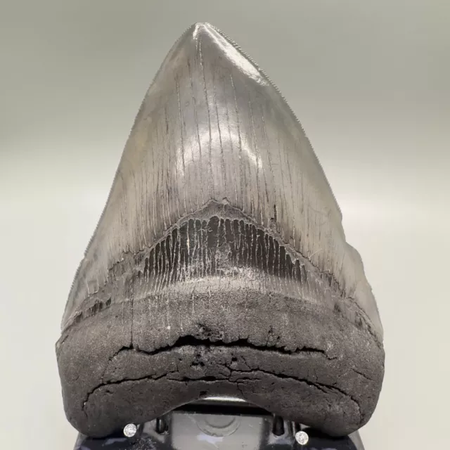 Thick and Large Nice Quality Sharply Serrated 5.23" Fossil MEGALODON Tooth - USA