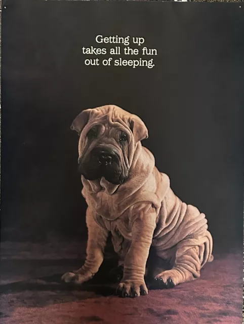 Vintage Argus Shar Pei Dog Funny Humor Wall Poster Decor 19” X 14”