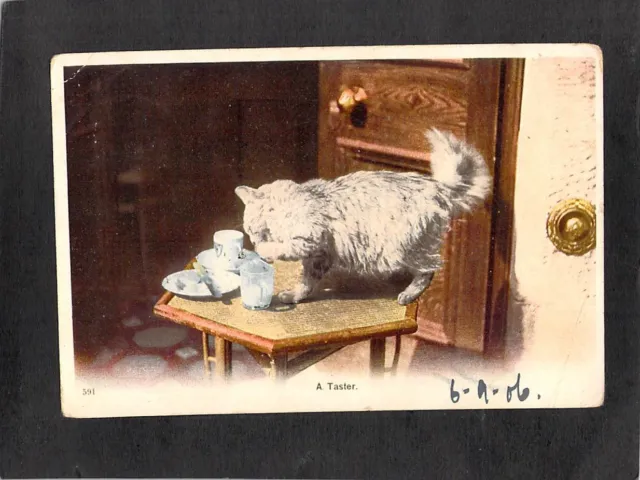 B7821 Animals Cat 'A Taster' PU1906 Port Pirie to Adelaide vintage postcard