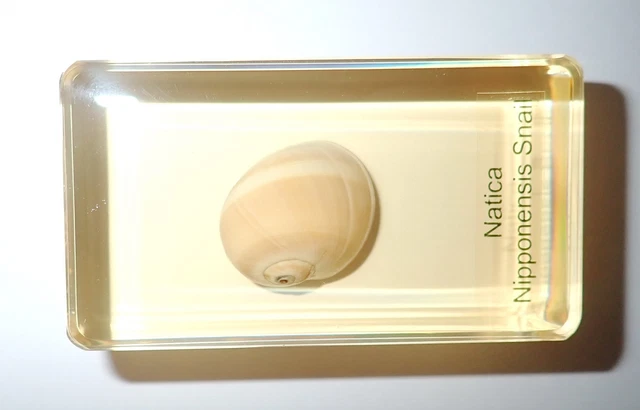 Natica nipponensis Snail Shell Specimen 73x41x21 mm Amber Clear Resin Block BK2A