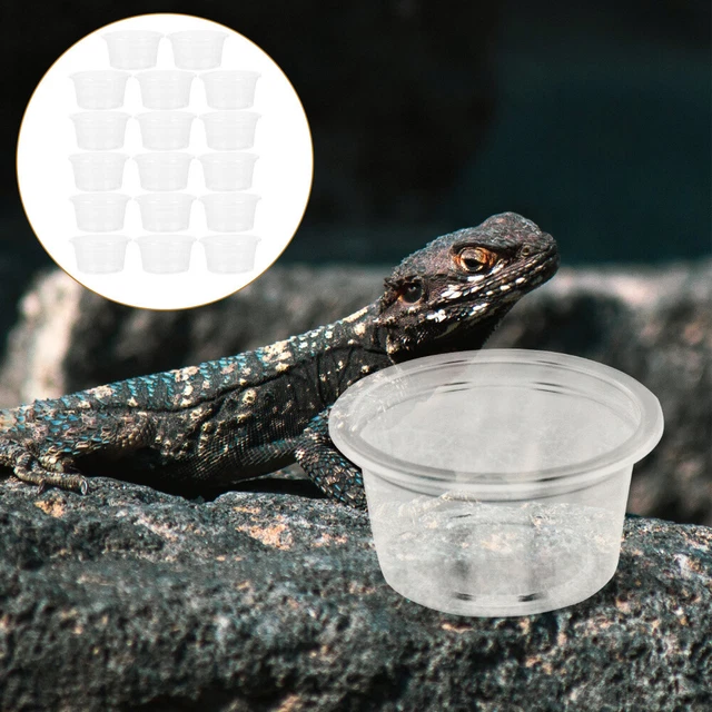 20 un. tazones compactos para reptiles transparentes tazas de comida para reptiles domésticos reptiles